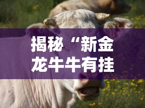 揭秘“新金龙牛牛有挂吗”真可以装挂